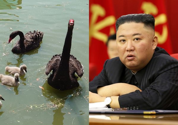 ▲▼解決糧荒 北韓宣導民眾吃黑天鵝肉。（圖／資料照片；路透社）