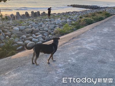 主持人竟「超級怕狗」...曝童年陰影！自揭還有恐鰻症：像烏蘇拉