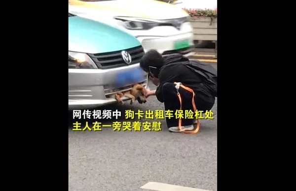 狗狗被車撞上卡保險桿。（圖／翻攝自微博@時間視頻）