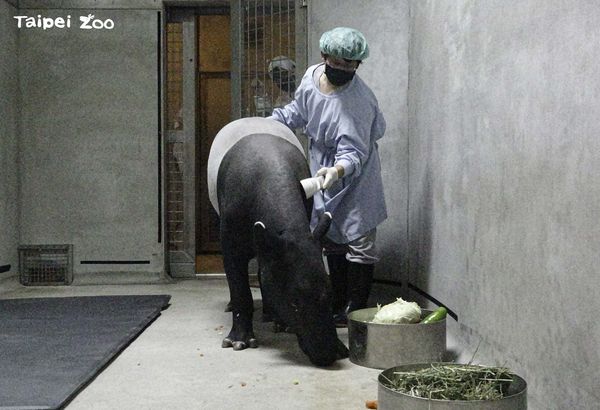 ▲▼新加玻馬來貘公主「Putri」來台配對。（圖／翻攝自台北市立動物園臉書）