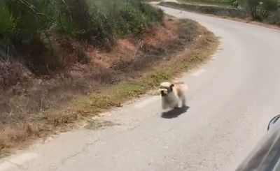 浪浪流連偏僻鄉間　見車行經「小短腿一路狂奔追車」：帶我走