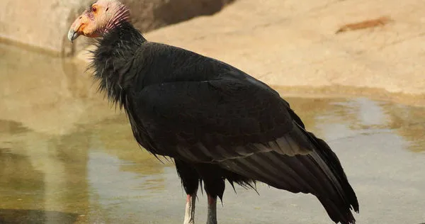 野生動物學家發現，有雌性加州禿鷹竟然在沒有與雄性禿鷹的交配下，生下1隻雄性小雛鷹。（示意圖／翻攝自維基百科）