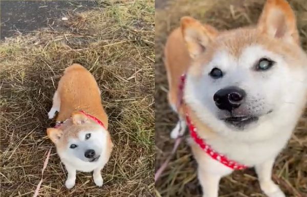  ▲柴犬梗圖始祖「Doge」生日滿16歲！是開心老婆婆　主人感動慶生：我們愛你（圖／翻攝自IG／kabosumama）