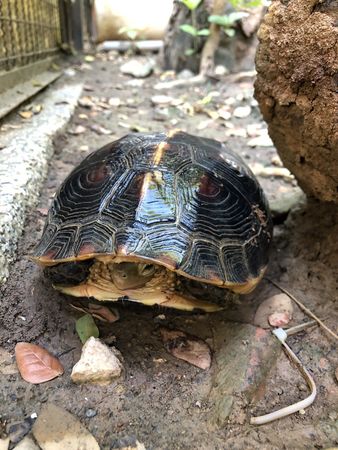 ▲▼食蛇龜。（圖／翻攝自Shou Shan Zoo 壽山動物園粉專）