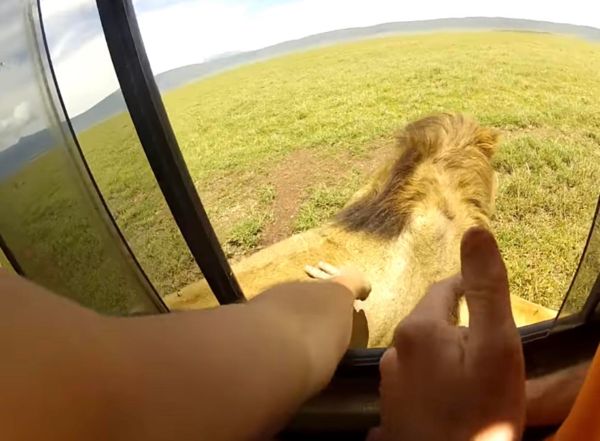 ▲▼車遊非洲巧遇獅子，乘客竟開窗觸摸。（圖／截自Youtube）