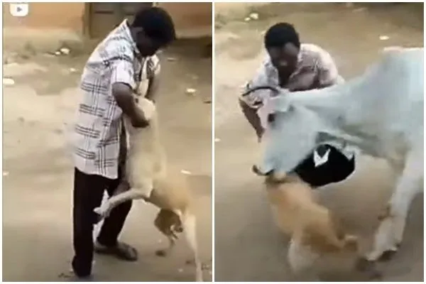 ▲▼ 印度男虐狗被母牛衝撞。（圖／翻攝Twitter@susantananda3）