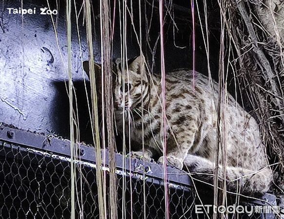 ▲▼ 台灣現今唯一存在的本土貓科動物「石虎」。（圖／台北市立動物園授權提供）