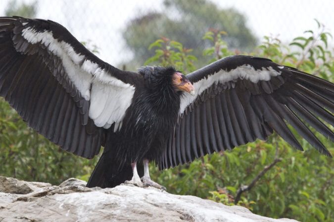 ▲▼ 根據美國加州聖地牙哥動物園野生動物聯盟的研究，極危物種加州神鷲可不交配就繁殖生育。（圖／聖地牙哥動物園野生動物聯盟）