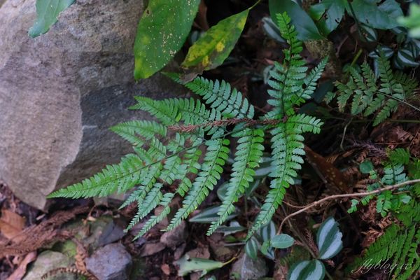 ▲▼八仙山國家森林遊樂區。（圖／飛天璇的口袋提供）