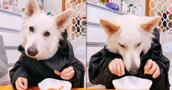 日本有網友拍下家中小兒子與愛犬的合體變裝吃播秀，乍看像狗狗伸出人手抓肉條吃的有趣影片，在推特上爆紅。（翻攝推特＠Letty0507）
