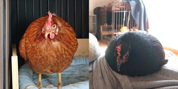 原PO也於留言處加碼分享另外兩隻寵物雞BUU（左）與Ume（右）的球狀照片。（圖片翻攝推特＠niwatori3wa）