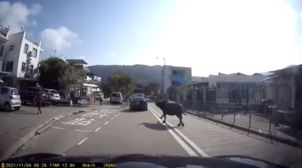 ▲香港大嶼山發生流浪牛衝撞人群意外。（圖／翻攝香港事故突發報料區臉書）