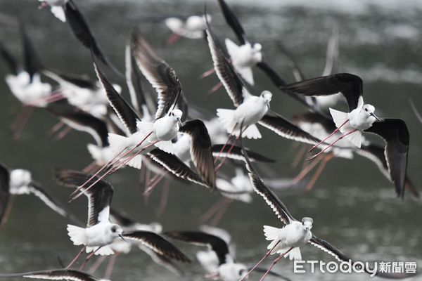 ▲2021秋水鳥季周六登場　參加「野鳥趴」欣賞千鳥飛舞遷徙秀。（圖／記者陳凱力翻攝）