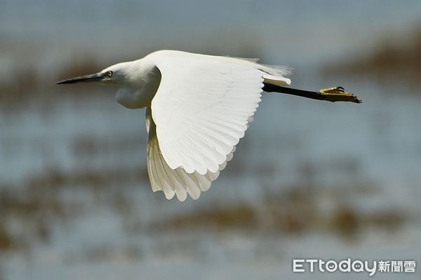 ▲2021秋水鳥季周六登場　參加「野鳥趴」欣賞千鳥飛舞遷徙秀。（圖／記者陳凱力翻攝）