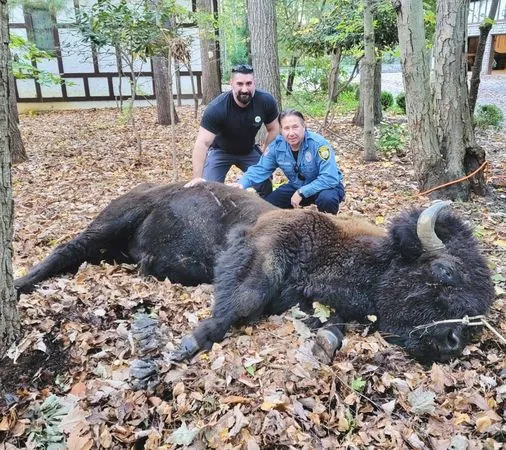 ▲1100kg「絨毛巨獸」落跑獲動保團體救援　網傻眼：可以養嗎？（圖／翻攝自Facebook粉專／Monmouth County SPCA）