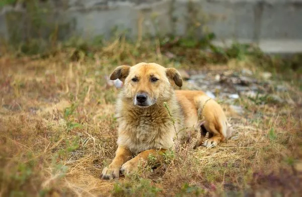 ▲▼南韓吃狗肉爭議。（示意圖／取自免費圖庫pixabay）