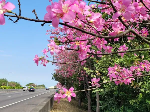 ▲國道賞花。（圖／高公局提供）