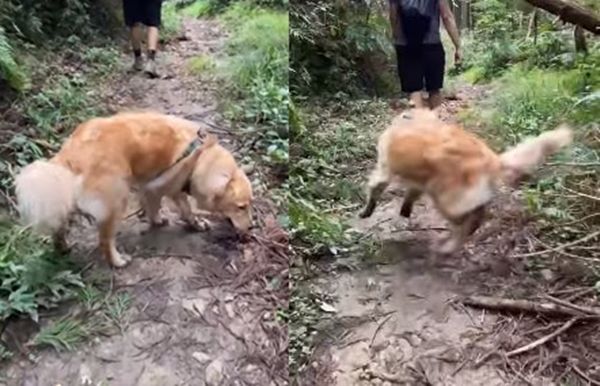 ▲阿金爬山掃過樹枝「屁屁險開花」　整隻狗大力彈飛：差點貞操不保。（圖／有點毛毛的／網友Kun Yang Chen提供）