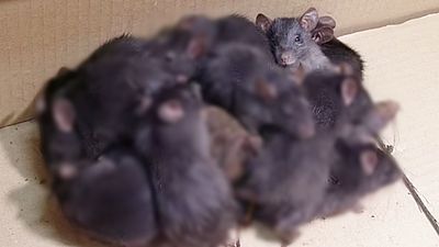 農民目擊「鼠王現象」嘆厄運將至！13隻老鼠尾巴交纏　專家擔憂：會活活餓死