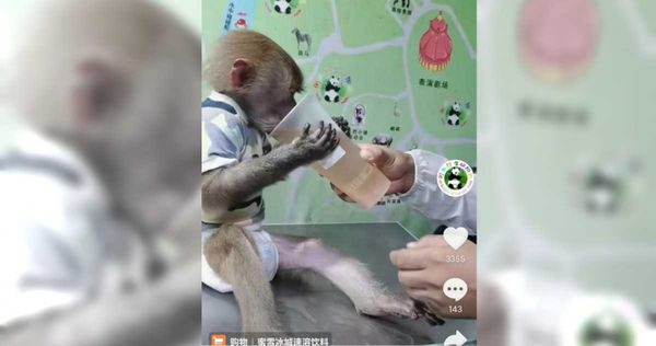 動物園還多次上傳猴子喝飲料影片，疑似利用動物「帶貨」。（圖／翻攝自微博）