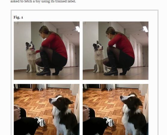 狗狗歪頭測試。（圖／翻攝自Animal Cognition／An exploratory analysis of head-tilting in dogs）