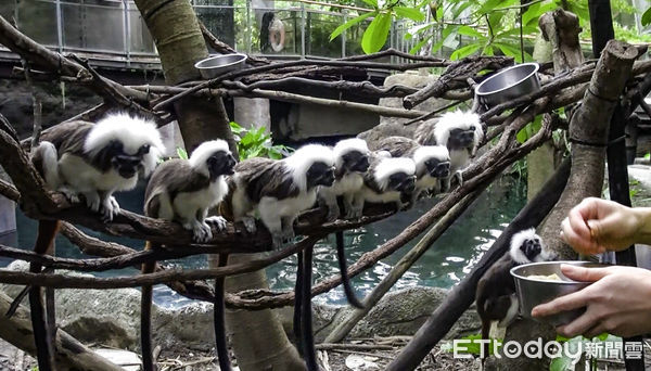 ▲▼ 穿山甲館即將開門！（圖／台北市立動物園授權提供）