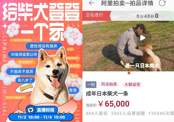 飼主不回國！陸網紅柴遭「賣身抵債」　起拍「2000→70萬元」成交 |