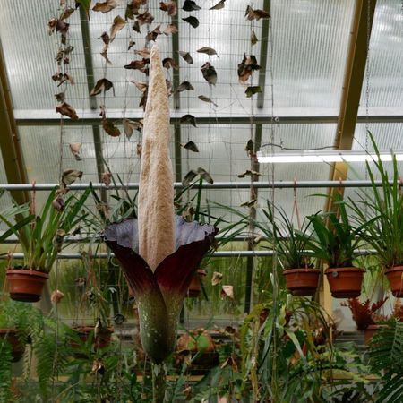 「陰莖花」是世上非常罕見的植物。（翻攝Leiden Hortus Botanicus IG）