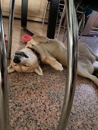 ▲柴柴四腳朝天倒桌下睡翻　「喪屍化白眼」嚇壞媽：萬聖節過了。（圖／有點毛毛的／網友侯炳壎提供）