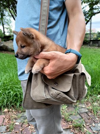 ▲柴柴四腳朝天倒桌下睡翻　「喪屍化白眼」嚇壞媽：萬聖節過了。（圖／有點毛毛的／網友侯炳壎提供）