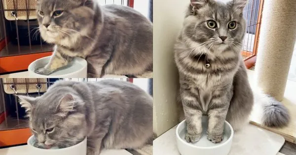 日本有隻貓咪喝水時，總愛把前腳泡在水盆哩。近日有次牠喝水時只放單腳，飼主乍看還以為牠的怪癖變正常了，拍下影片才發現誤會了。（翻攝推特＠Riku_Siberian）