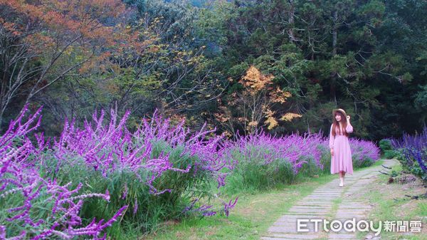 ▲▼台中武陵農場芳香萬壽菊花海、鼠尾草、銀杏林、露營區楓紅、花海區油菜花田。（圖／記者蔡玟君攝）