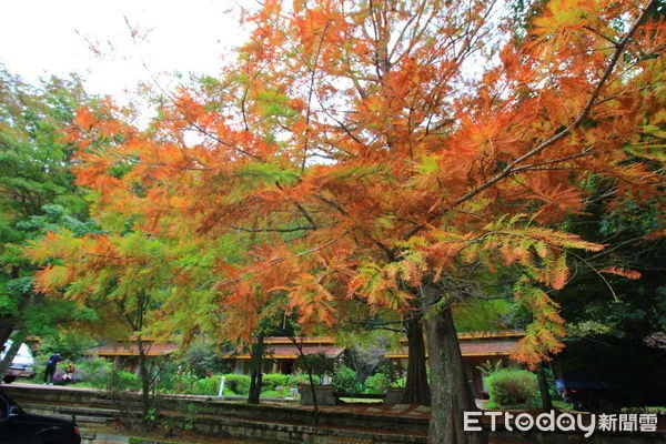 ▲▼台中武陵農場芳香萬壽菊花海、鼠尾草、銀杏林、露營區楓紅、花海區油菜花田。（圖／記者蔡玟君攝）