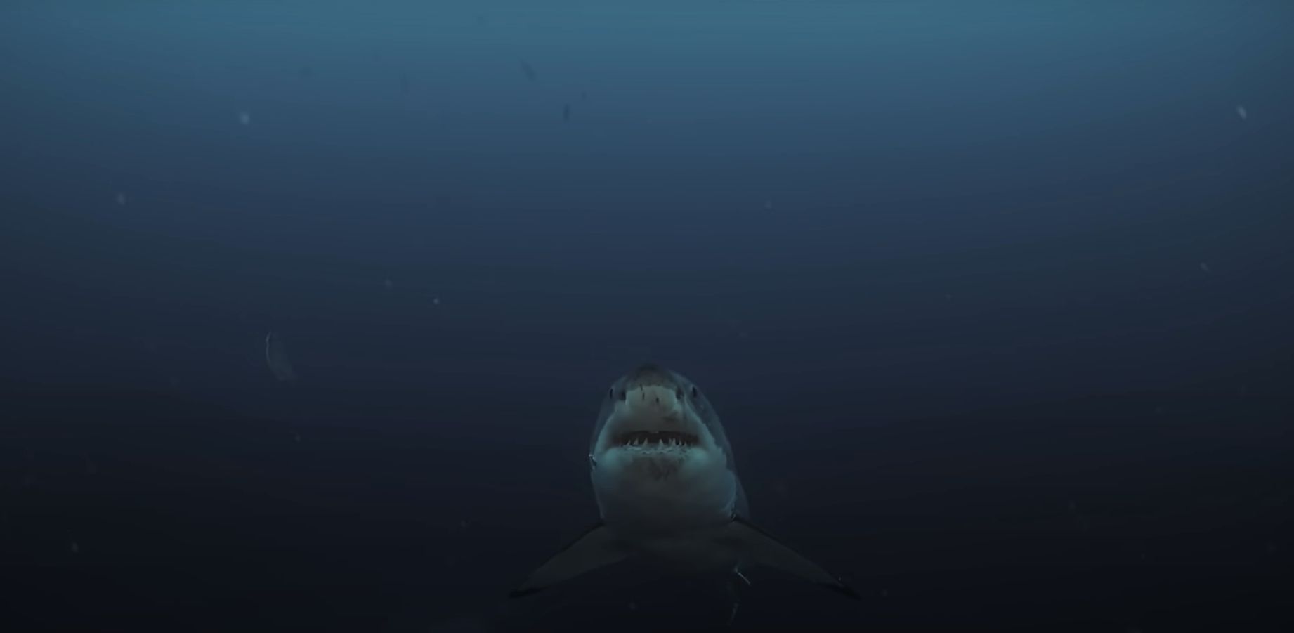 ▲▼牠經歷了什麼？　「最頑強鯊魚」全身戰痕超驚人。（圖／翻攝自YouTube「Sea Dragon Films」）