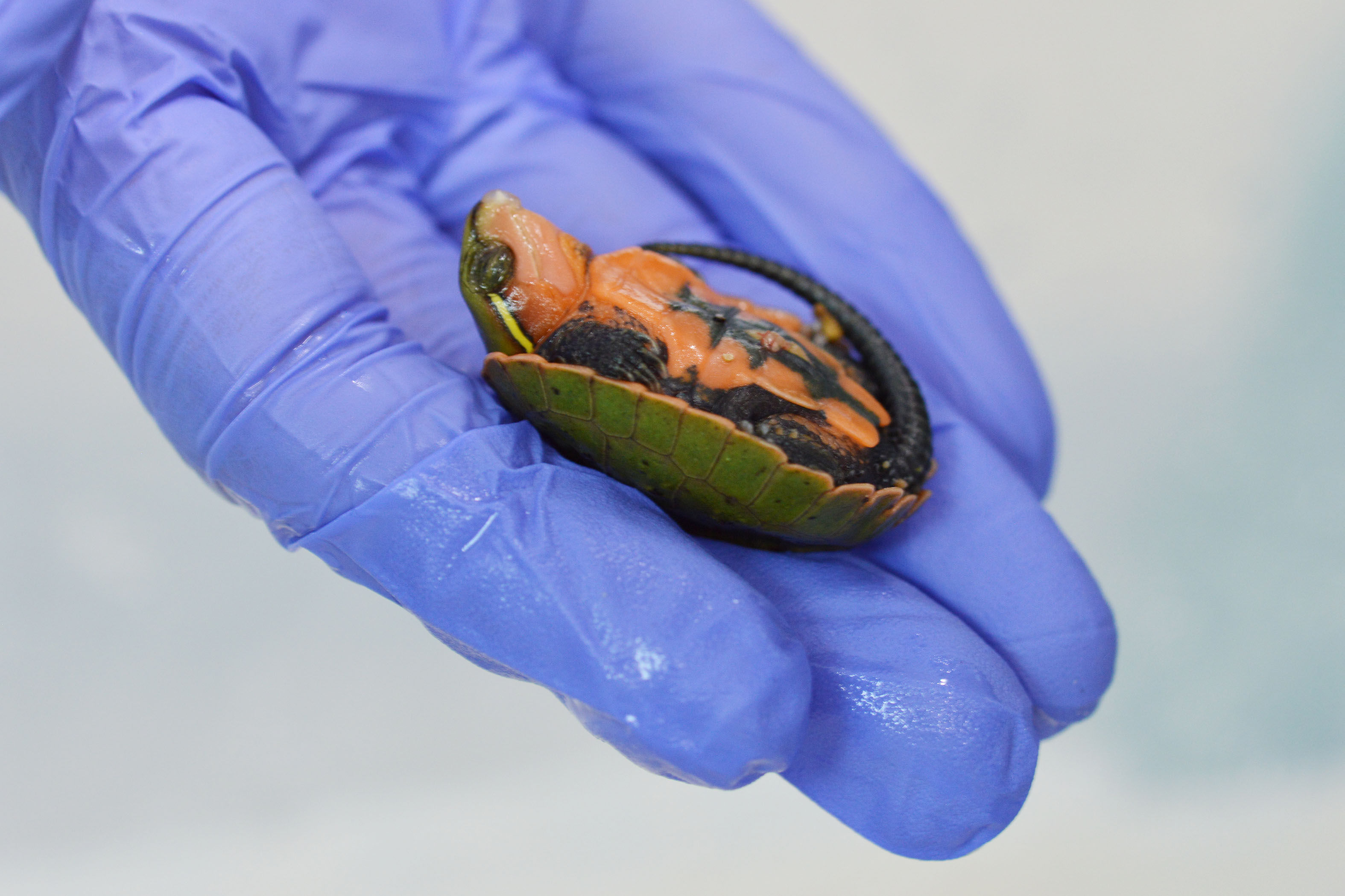 ▲▼3隻大頭龜幼龜上個月誕生於倫敦動物園。（圖／達志影像）