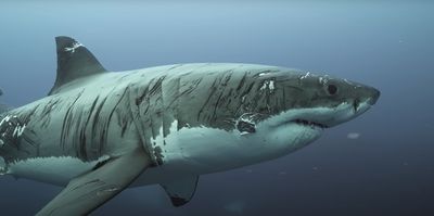 大白鯊「全身都是傷疤」　影片曝光！多到讓攝影師傻眼