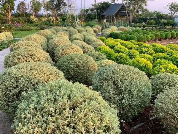 ▲▼苗栗花露農場最新波波草花園。（圖／翻攝花露農場臉書專頁）