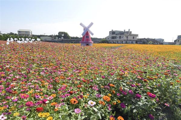 ▲▼田尾花海嘉年華。（圖／彰化縣政府提供）