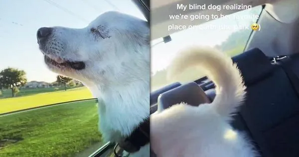 美國有隻因病失去雙眼的狗狗Kida，主人開車帶牠去公園玩的路上，雖然看不見，仍開心期待著要去最愛地方。（翻攝抖音＠Kida the Pyr）