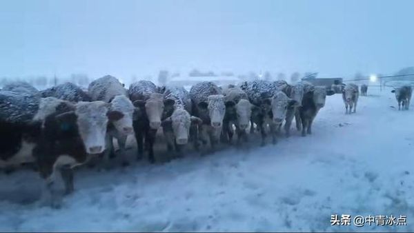 ▲內蒙古通遼遭逢暴雪，多地出現險情。（圖／翻攝極目新聞）