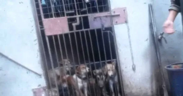 中國武漢一處私人民宅，被爆是狗肉屠宰場。（圖／翻攝自半島晨報）