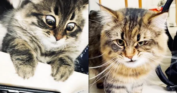 日本有隻西伯利亞貓常做出許多另類表情，飼主精選3款不同情緒的表情照，分享到推特爆紅吸引大量讚嘆。（圖片翻攝推特＠ymnc_rf）