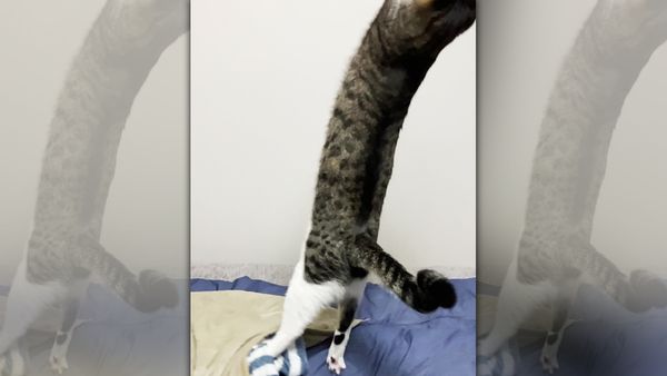 日本一名飼主拍到在玩耍的愛貓，站起的身體長到誇張，連臉都出鏡拍不到，發文笑稱：「等一下牠才會縮回來。」並強調照片無加工後製。（圖片翻攝推特＠ginnonekoch）