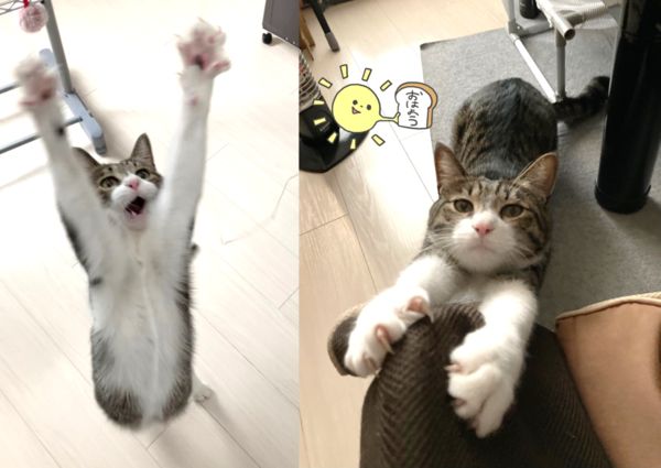 原PO常在推特分享貓咪小銀的可愛萌照，活潑好動的小銀有各種表情包。（圖片翻攝推特＠ginnonekoch）