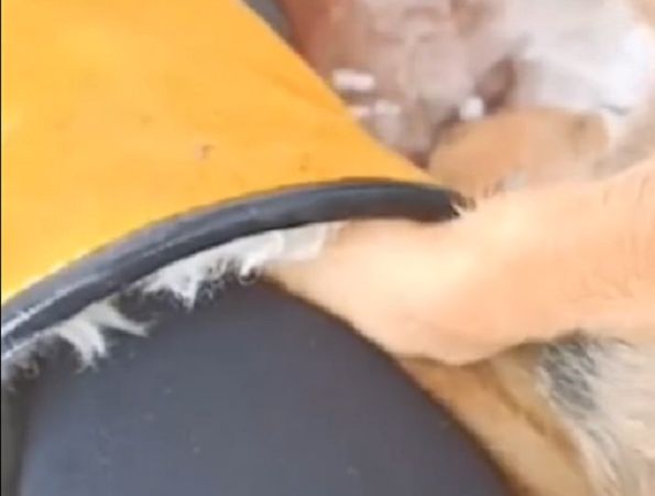 狗狗把手放進靴子裡取暖。（圖／翻攝自微博）
