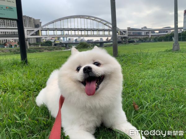 ▲▼貓咪自主進食當天成冰冷身軀　「生命在手中逝去」獸醫助理忍淚上針。（圖／L小姐授權提供）