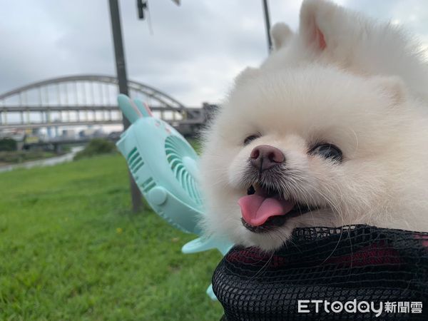 ▲▼貓咪自主進食當天成冰冷身軀　「生命在手中逝去」獸醫助理忍淚上針。（圖／L小姐授權提供）