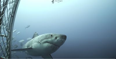 海中硬漢！水中攝影師驚見大白鯊「滿身傷疤」　背後故事引猜測　