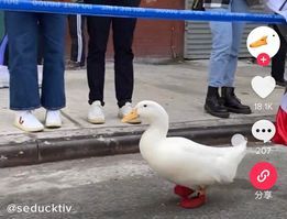 網紅鴨勇闖馬拉松　蠢萌模樣讓愛迪達想特製「鴨鞋」 | ETtoday寵物
