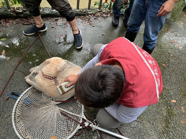 ▲▼板橋大黃狗掉進3米水溝。（圖／新北市動保處提供）